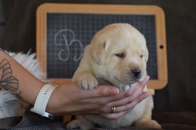 Les chiots de Labrador Retriever