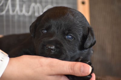 Les chiots de Labrador Retriever