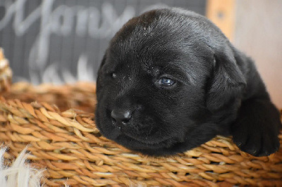 Les chiots de Labrador Retriever