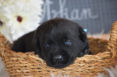 Les chiots de Labrador Retriever