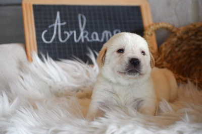 Les chiots de Labrador Retriever