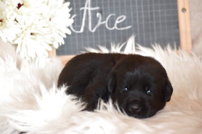 Les chiots de Labrador Retriever