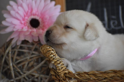 Les chiots de Labrador Retriever