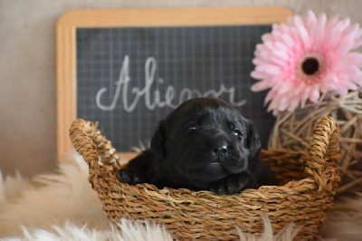 Les chiots de Labrador Retriever