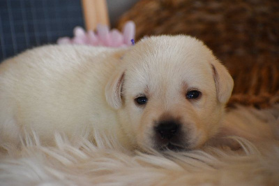 Les chiots de Labrador Retriever