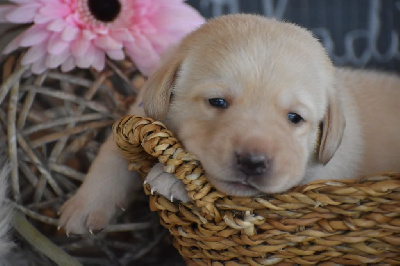 Les chiots de Labrador Retriever