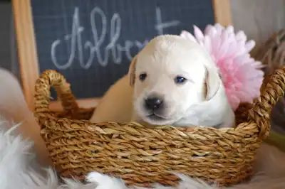 Les chiots de Labrador Retriever