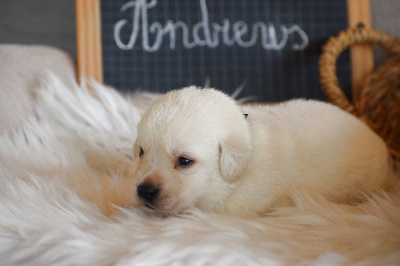 Les chiots de Labrador Retriever