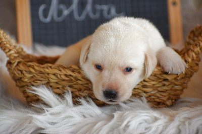 Les chiots de Labrador Retriever