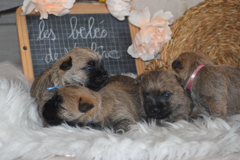 Cairn Terrier - Des bories de yakoubia