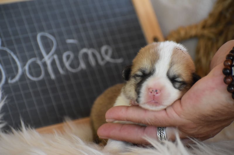 Welsh Corgi Pembroke - Des bories de yakoubia