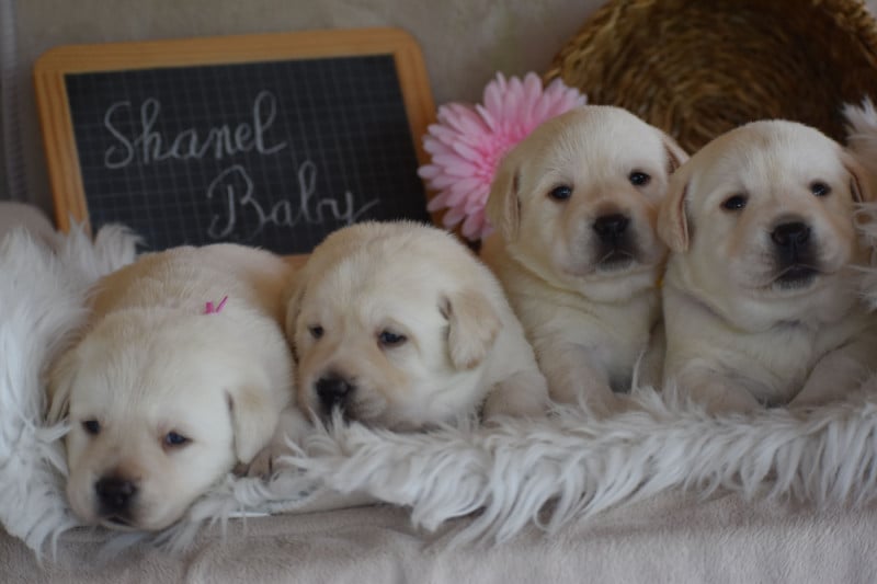 Labrador Retriever - Des bories de yakoubia