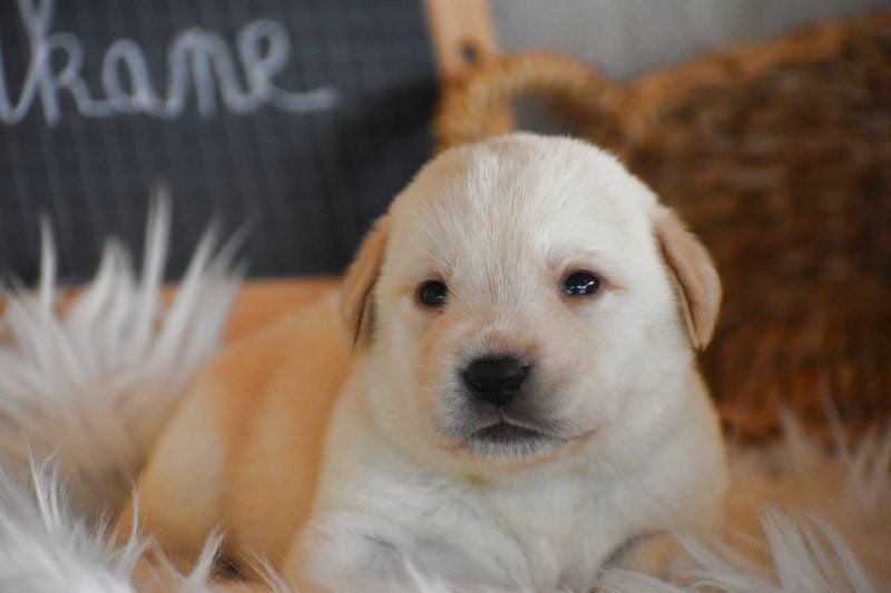 Labrador Retriever - Magnifiques chiots labrador LOF - Des bories de yakoubia