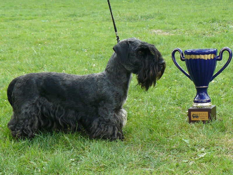 CH. Uranie jolie Des hauteurs de la sole - 1ere excellente, BOB , 2nd best championne, 2nd BOG