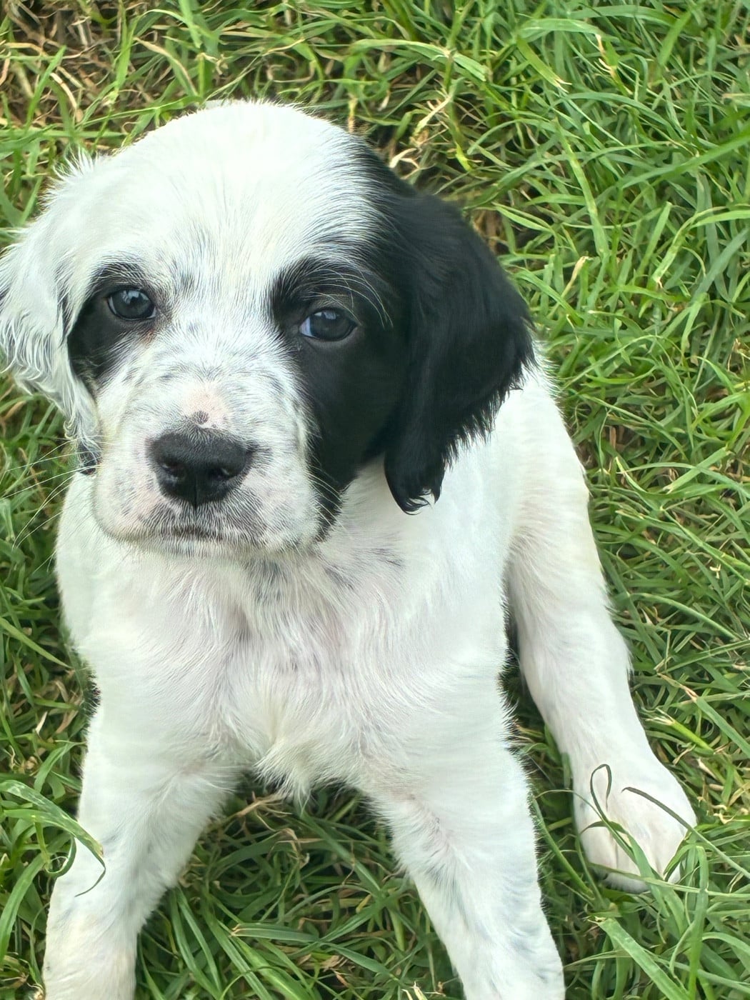 Chiot N°2 - Setter Anglais