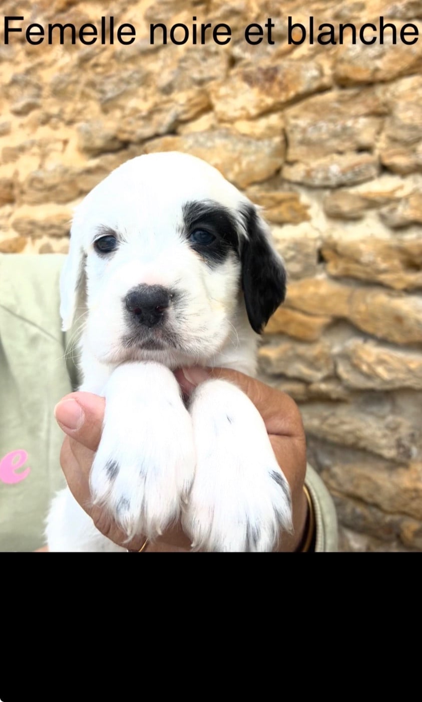 Chiot N°3 - Setter Anglais