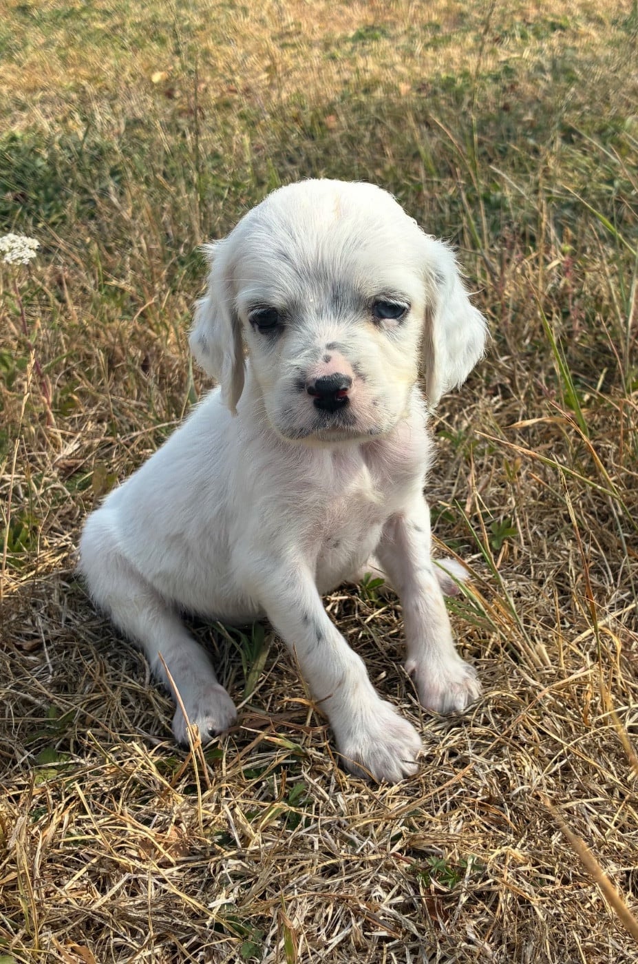 Chiot N°6 - Setter Anglais