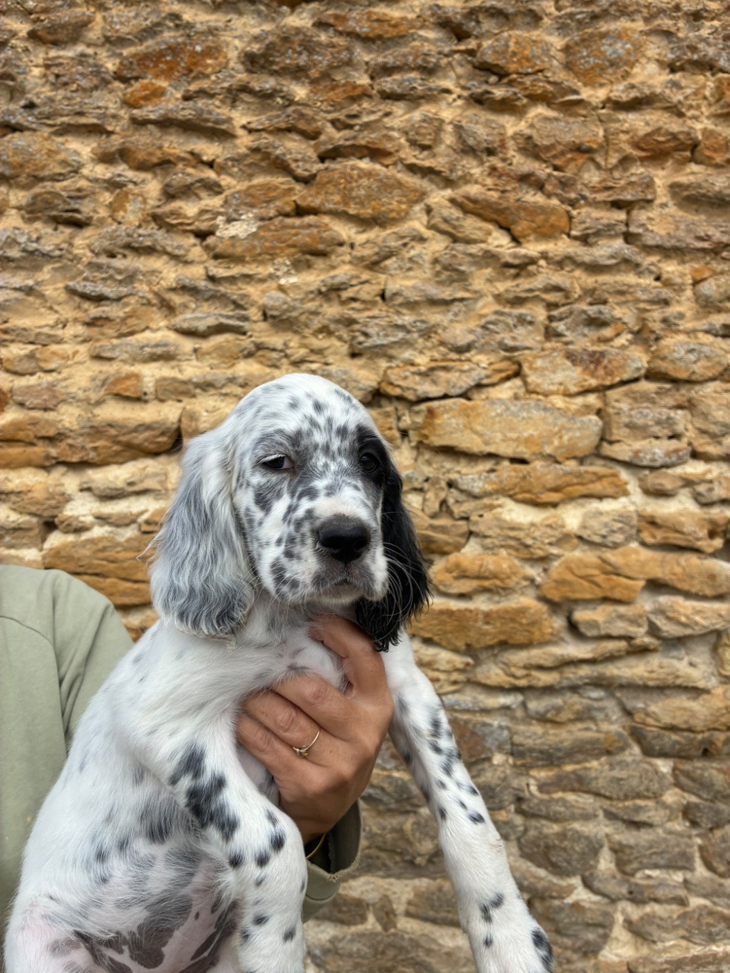Chiot N°3