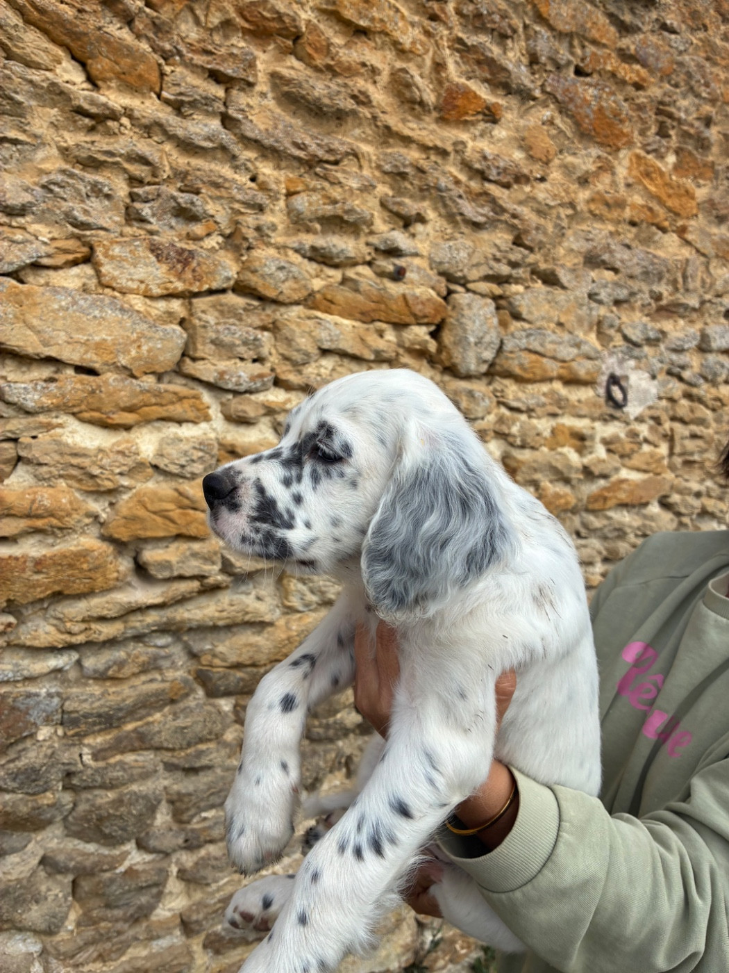 Chiot N°1