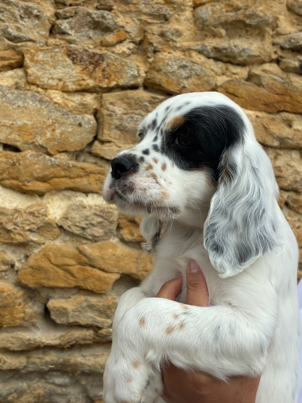 Chiot N°4