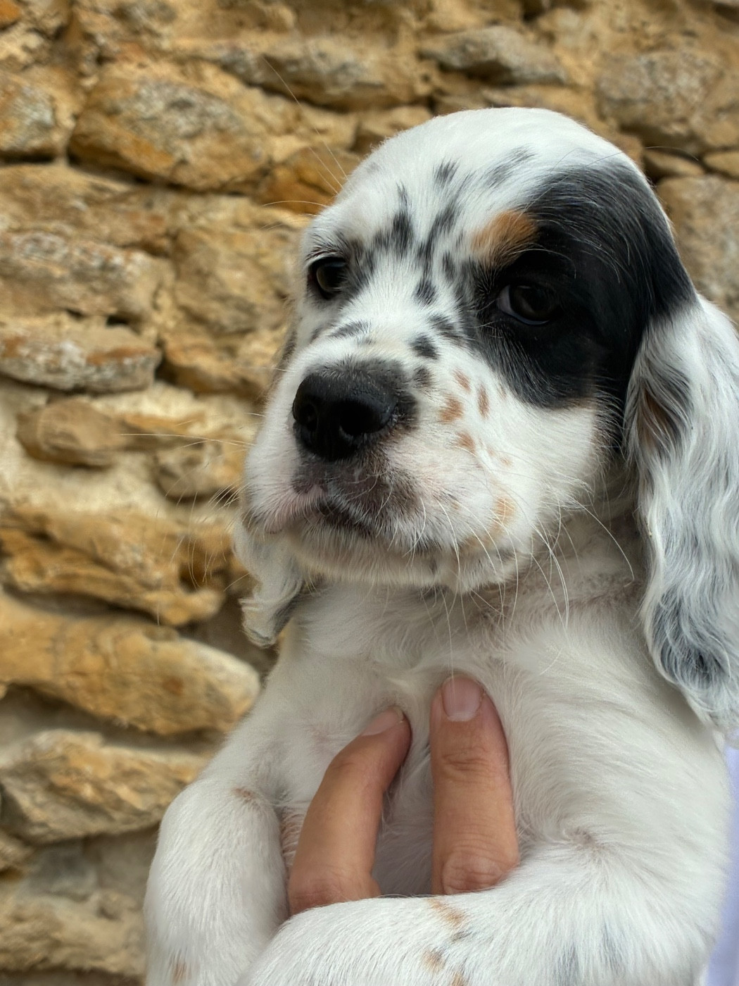 Chiot N°4