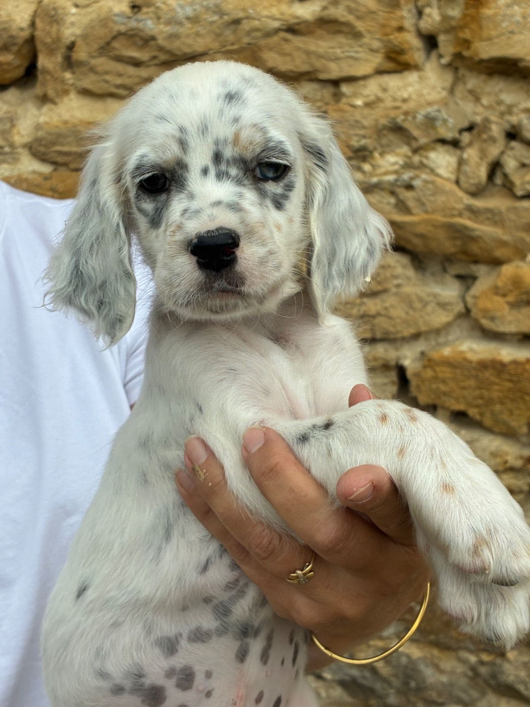 Chiot N°6
