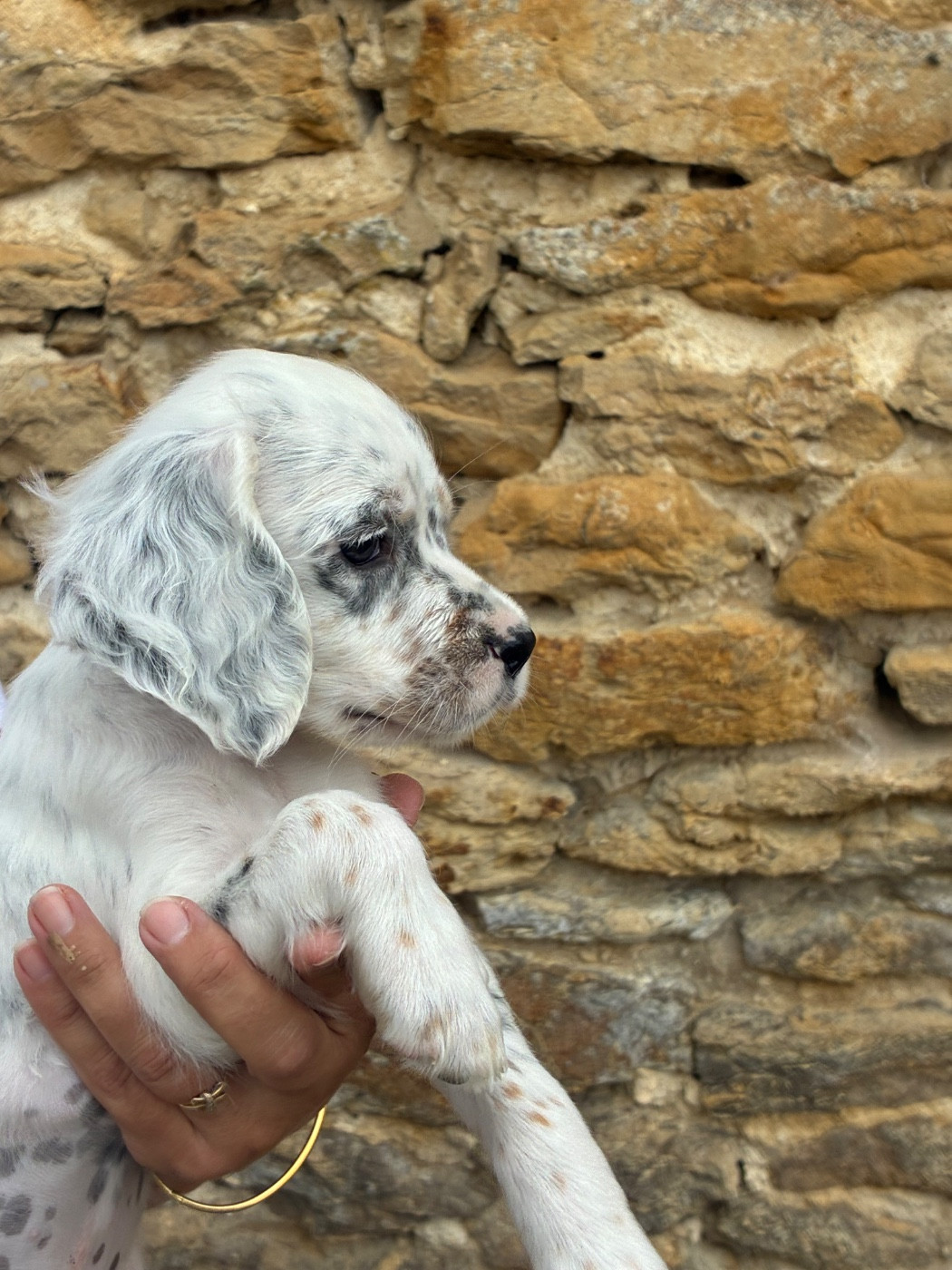Chiot N°6