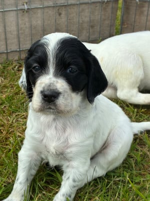 Les chiots de Setter Anglais