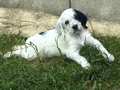 Les chiots de Setter Anglais