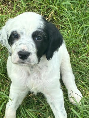 Les chiots de Setter Anglais