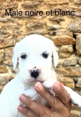Les chiots de Setter Anglais