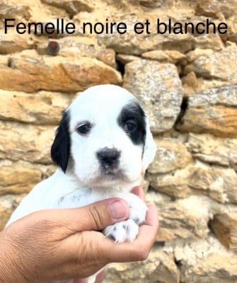 Les chiots de Setter Anglais