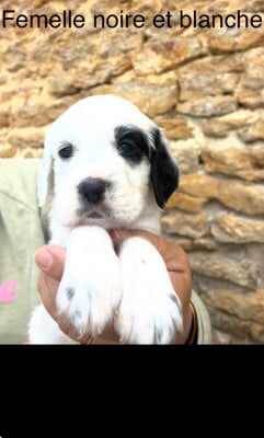 Les chiots de Setter Anglais