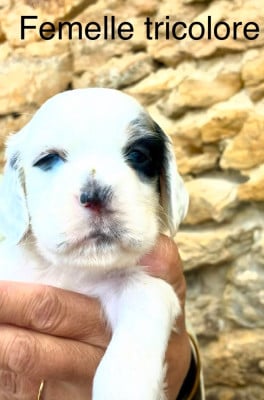 Les chiots de Setter Anglais