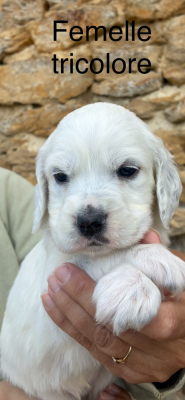 Les chiots de Setter Anglais