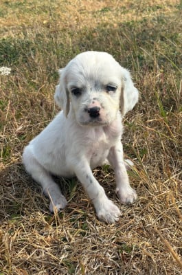 Les chiots de Setter Anglais