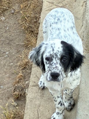Les chiots de Setter Anglais