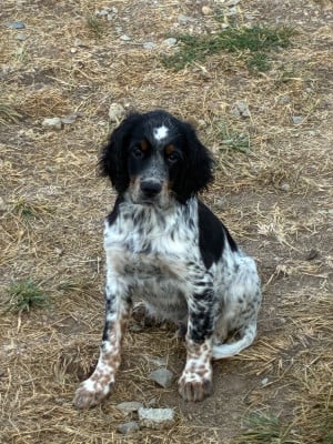 Les chiots de Setter Anglais