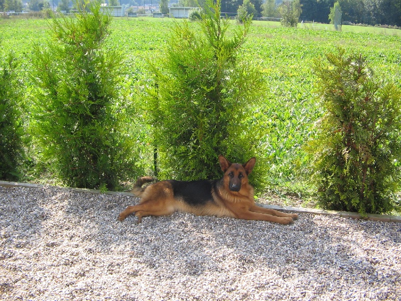 Publication : du domaine de Baccarat Auteur : AGATHA. SERGEANT