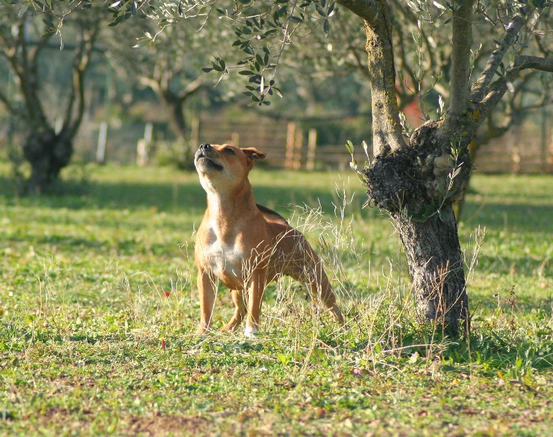 Publication : Oogie Boogie