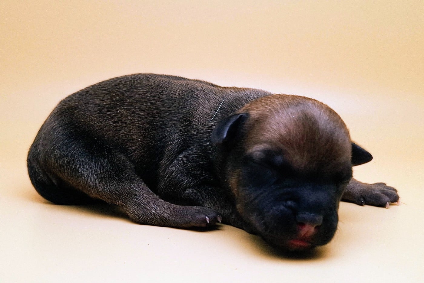 Staffordshire Bull Terrier - Oogie Boogie