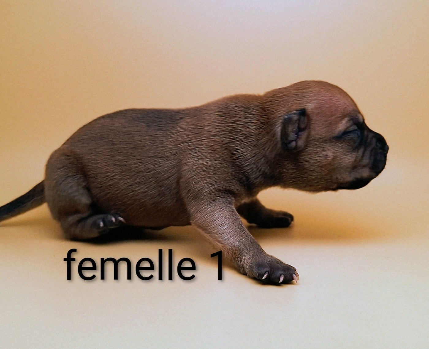 Staffordshire Bull Terrier - Oogie Boogie