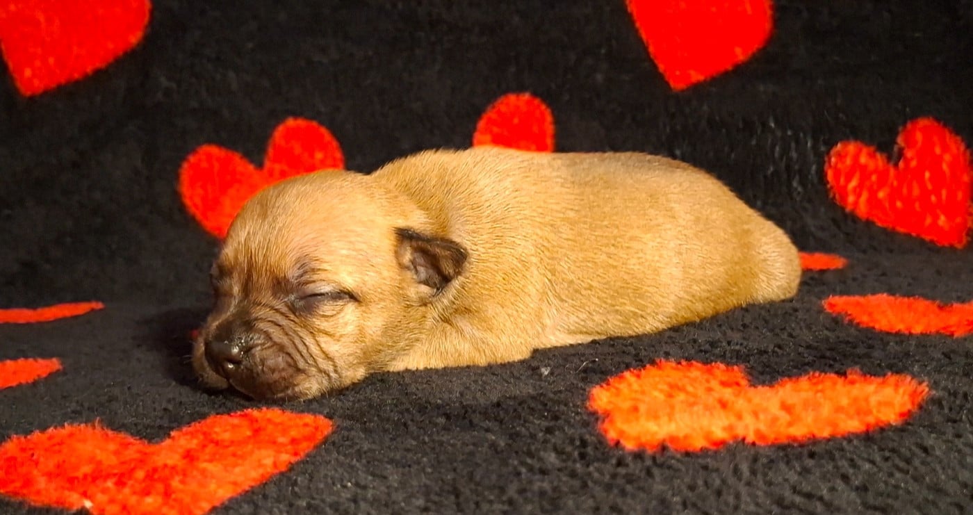 CHIOT 4 - Staffordshire Bull Terrier