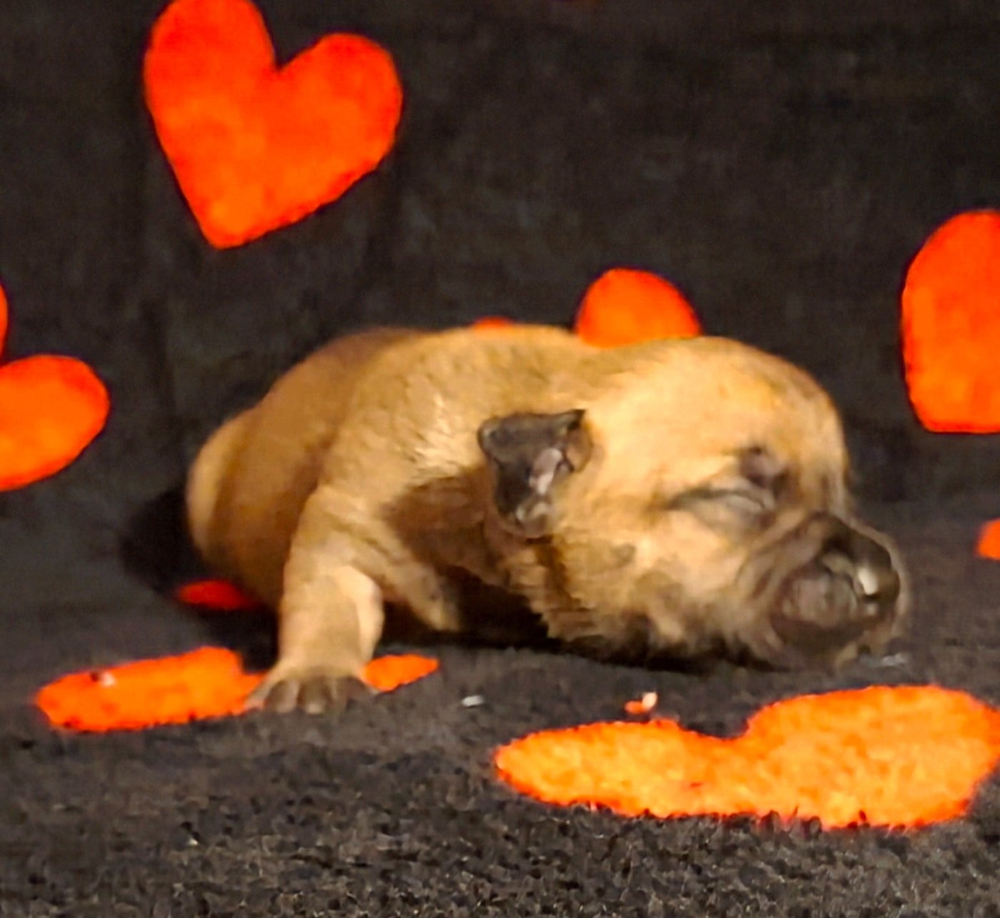 CHIOT 8 - Staffordshire Bull Terrier