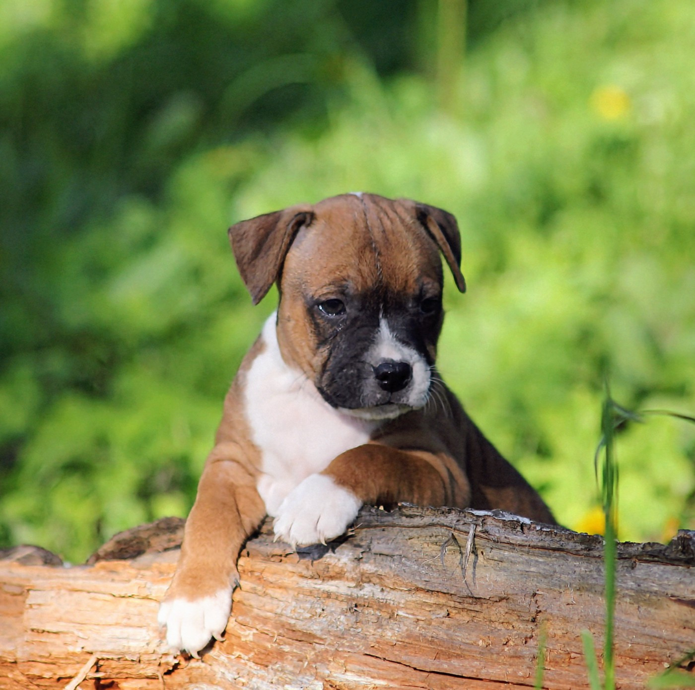 Staffordshire Bull Terrier - Oogie Boogie
