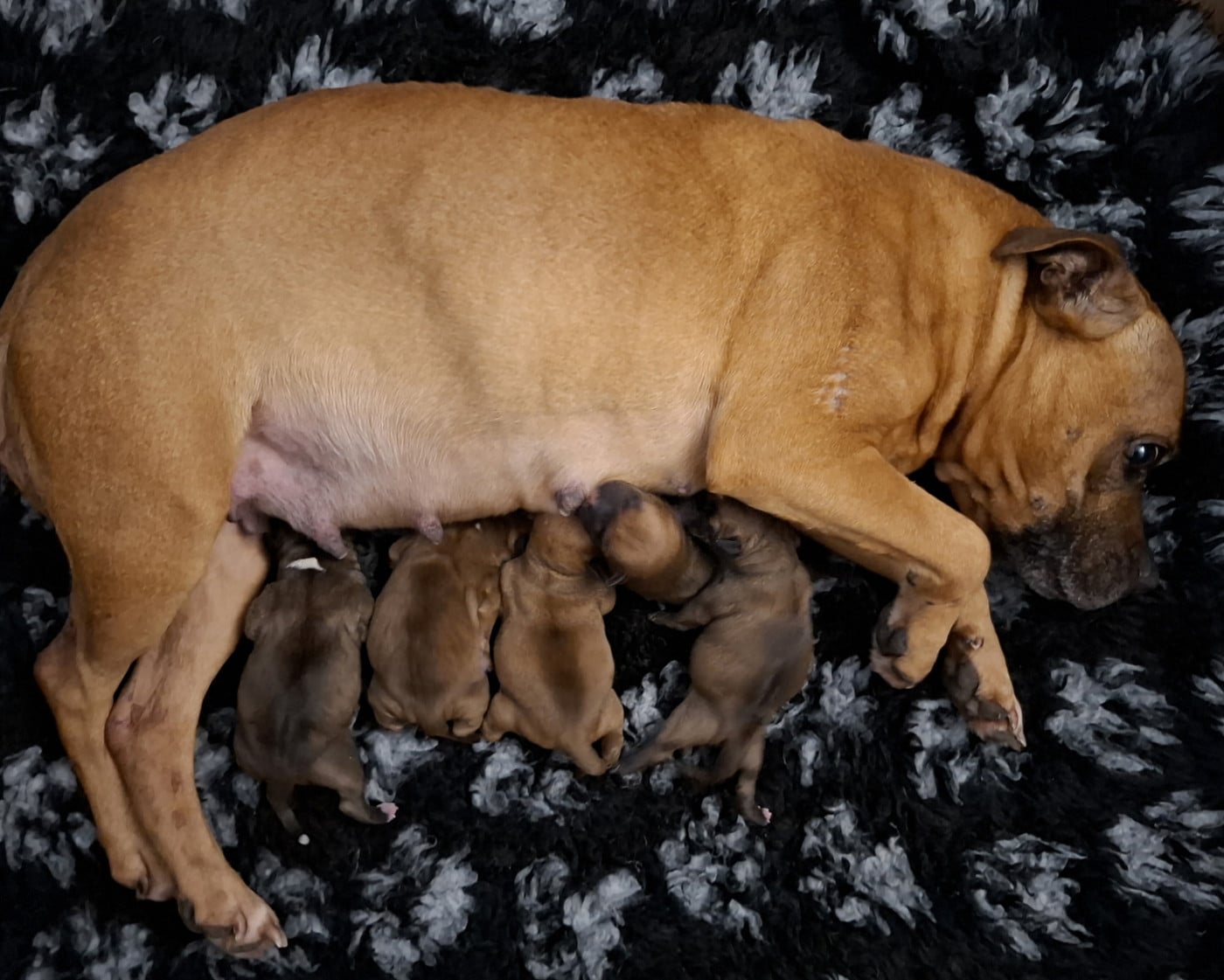 Staffordshire Bull Terrier - Oogie Boogie