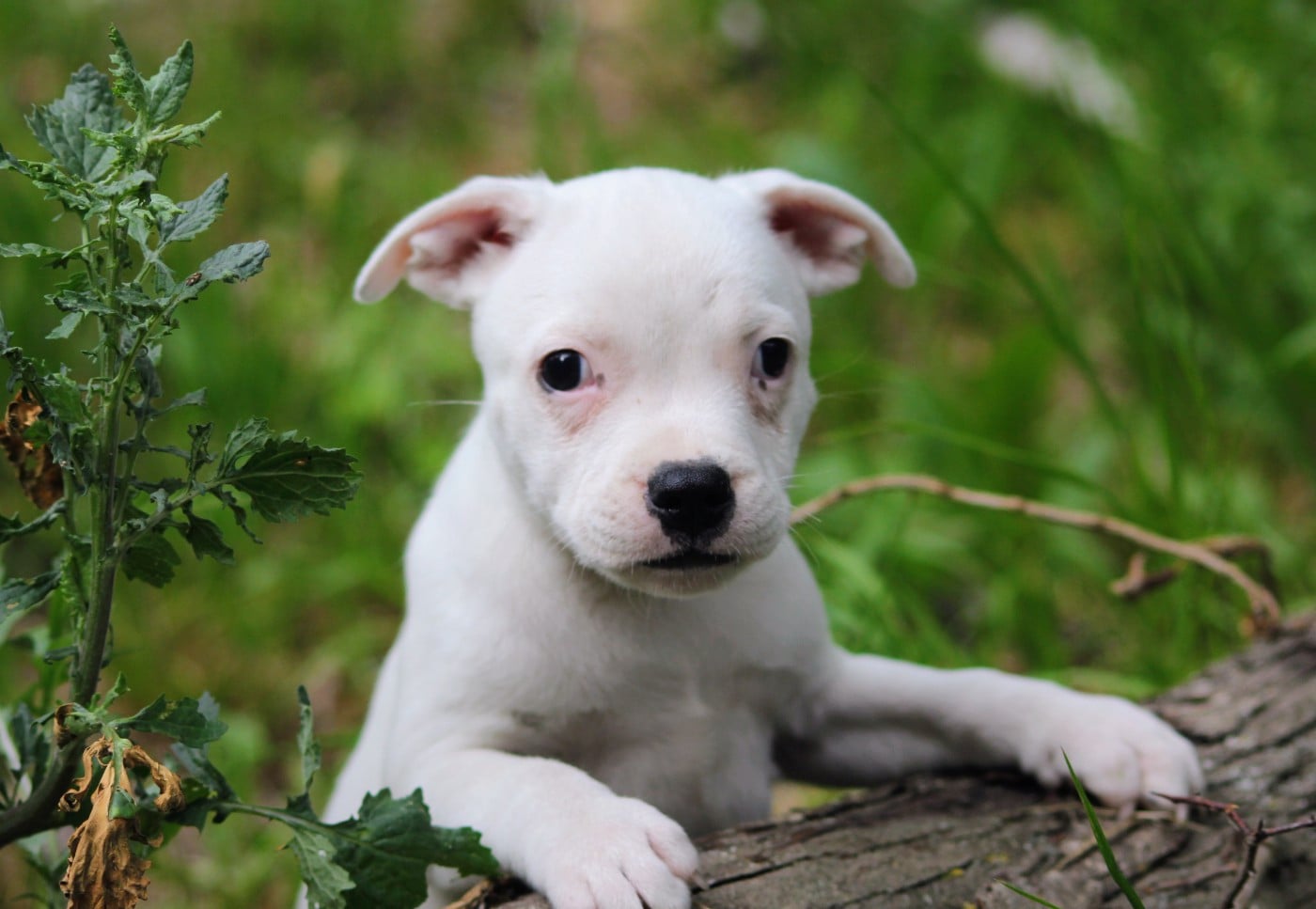 Staffordshire Bull Terrier - Oogie Boogie