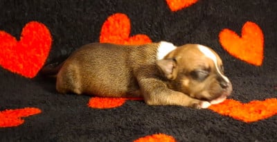 Les chiots de Staffordshire Bull Terrier