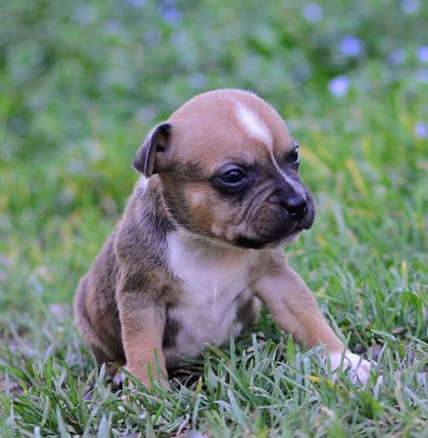 Les chiots de Staffordshire Bull Terrier