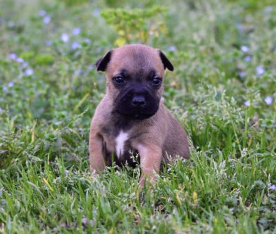 Les chiots de Staffordshire Bull Terrier